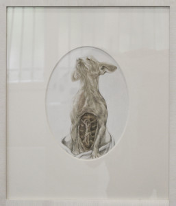 Cornelia Badelita, Anatomy of a dog, 2014, cm 31 x 35,5, punta d'argento su tela